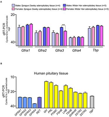 GFRα 1-2-3-4 co-receptors for RET Are co-expressed in Pituitary Stem Cells but Individually Retained in Some Adenopituitary Cells